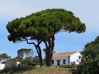 PasseioIX 120